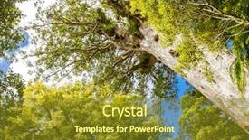  Presentation with maori - PPT layouts with maori - kauri trees at the north background and a tawny brown colored foreground