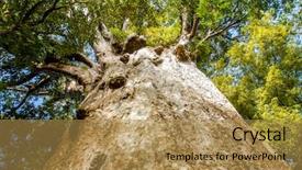  Presentation with maori - Cool new PPT theme with maori - kauri trees at the north backdrop and a gold colored foreground