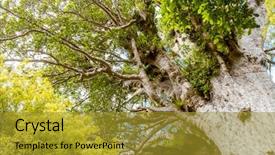  Presentation with maori - PPT layouts consisting of maori - kauri trees at the north background and a gold colored foreground