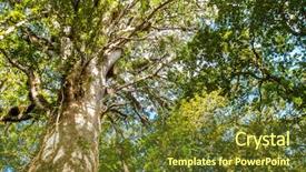  Presentation with maori - Amazing PPT layouts having maori - kauri trees at the north backdrop and a tawny brown colored foreground