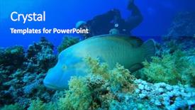  Presentation with maori - Audience pleasing PPT theme consisting of maori - napoleon wrasse cheilinus undulatus backdrop and a cobalt blue colored foreground