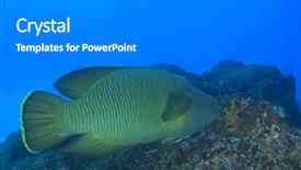  Presentation with fish - PPT layouts having maori - napoleon wrasse fish background and a gray colored foreground