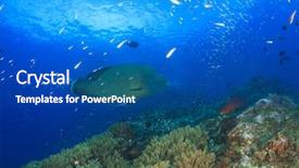  Presentation with fish - Slide set consisting of maori - napoleon wrasse fish background and a ocean colored foreground