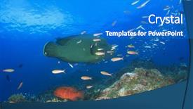  Presentation with fish - Presentation theme featuring maori - napoleon wrasse fish background and a cobalt blue colored foreground