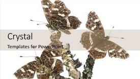  Presentation with sydney map - Colorful PPT layouts enhanced with map butterflies landed on branches backdrop and a  colored foreground