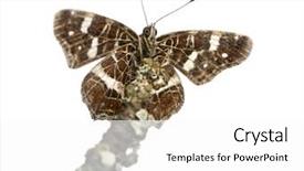  Presentation with faces on a map - PPT theme having map butterfly on a branch background and a  colored foreground