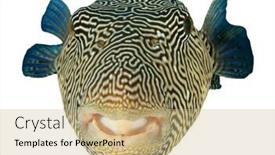  Presentation with puffer - PPT theme featuring map puffer fish isolated on white background background and a coral colored foreground