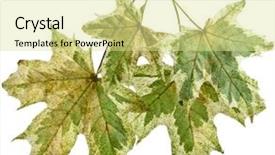  Presentation with maple leaf - Audience pleasing PPT layouts consisting of maple acer leaf with speckles backdrop and a blonde colored foreground