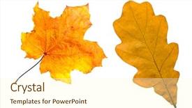  Presentation with maple leaves - Audience pleasing PPT theme consisting of maple and oak leaves autumn foliage isolated backdrop and a cream colored foreground