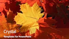  Presentation with maple - Beautiful PPT theme featuring maple autumn leaves background backdrop and a tawny brown colored foreground
