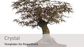  Presentation with bonsai - PPT theme consisting of yellow leaves on chestnut tree during autumn background and a tawny brown colored foreground