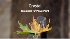  Presentation with maple leaf - PPT theme having maple dry leaf at autumn background and a  colored foreground