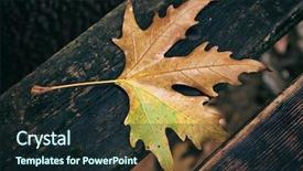  Presentation with maple leaf - Presentation design enhanced with maple dry leaf fallen background and a wine colored foreground