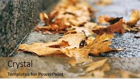  Presentation with maple leaf - Amazing presentation design having maple dry leaves fallen backdrop and a yellow colored foreground