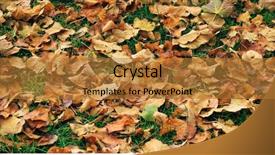  Presentation with maple leaf - Presentation theme featuring maple dry leaves fallen background and a gold colored foreground