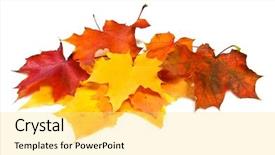  Presentation with green maple leaves - Slide set enhanced with maple fall colored leaves background and a yellow colored foreground