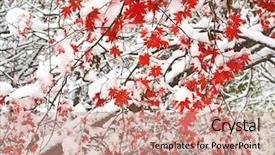  Presentation with maple leaves - Slides having maple fallen leaves tree snow background and a coral colored foreground