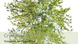  Presentation with maple - Beautiful PPT theme featuring maple isolated on a white background backdrop and a mint green colored foreground