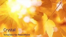  Presentation with maple leaf - Amazing slides having maple leaf and sun rays backdrop and a  colored foreground