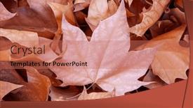  Presentation with maple leaf - PPT theme having maple-leaf-canadian-forest-seasonal background and a coral colored foreground
