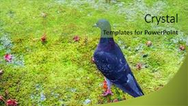  Presentation with maple leaf - Slide deck consisting of maple leaf flight - pigeon on the grass background and a yellow colored foreground
