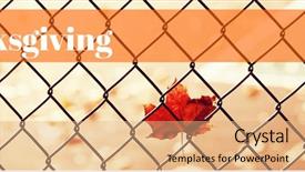  Presentation with happy thanksgiving - Beautiful presentation theme featuring maple leaf in front backdrop and a coral colored foreground
