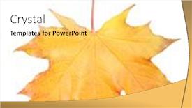  Presentation with maple leaf - 