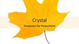  Presentation with maple leaf - Amazing PPT theme having maple leaf isolated on white backdrop and a yellow colored foreground