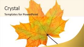  Presentation with maple leaf - Slide deck with maple leaf isolated over white background and a yellow colored foreground