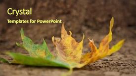 Presentation with maple leaf - Amazing slide set having maple leaf on the ground backdrop and a  colored foreground