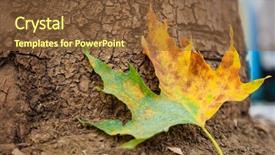  Presentation with maple leaf - Beautiful PPT theme featuring maple leaf on the ground backdrop and a  colored foreground