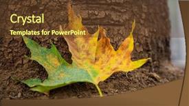  Presentation with maple leaf - Slide set with maple leaf on the ground background and a  colored foreground