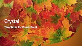  Presentation with maple leaf - Cool new theme with maple leaf selection in vivid colors of autumn forming a background backdrop and a crimson colored foreground