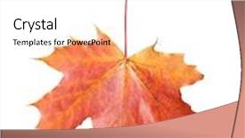  Presentation with maple leaf - Colorful PPT layouts enhanced with maple leaf backdrop and a white colored foreground
