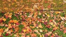  Presentation with leave - Presentation featuring maple-leave-on-ground background and a gold colored foreground