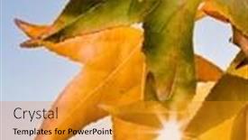  Presentation with maple leaves - Audience pleasing presentation consisting of maple-leaves-acer-palmatum-foliage backdrop and a gold colored foreground