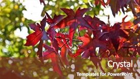  Presentation with green maple leaves - Beautiful theme featuring maple leaves against green background backdrop and a tawny brown colored foreground