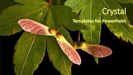  Presentation with black seed - Amazing theme having maple leaves and seeds macro backdrop and a tawny brown colored foreground