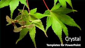  Presentation with black seed - Slides featuring maple leaves and seeds macro background and a  colored foreground