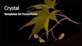  Presentation with nigella sativa seed black cumin - Slides featuring maple leaves and seeds macro background and a  colored foreground