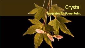 Presentation with black seed - Colorful slide deck enhanced with maple leaves and seeds macro backdrop and a tawny brown colored foreground