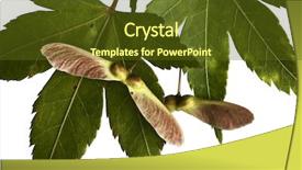  Presentation with maple leaves - Theme having maple leaves and seeds macro background and a tawny brown colored foreground