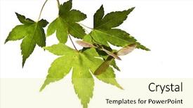  Presentation with maple leaves - Audience pleasing PPT layouts consisting of maple leaves and seeds macro backdrop and a  colored foreground