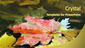  Presentation with maple leaves - Presentation consisting of maple leaves in colorful autumn colors floating on water surface background and a tawny brown colored foreground