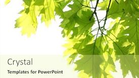  Presentation with maple - 