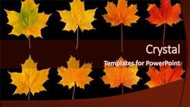  Presentation with maple - Presentation with maple leaves isolated on black background and a wine colored foreground