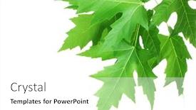  Presentation with maple leaves - Audience pleasing presentation theme consisting of maple-leaves-isolated-on-white backdrop and a white colored foreground