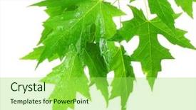  Presentation with maple leaves - Slide deck consisting of maple leaves isolated on white background and a yellow colored foreground