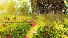  Presentation with moss - Theme enhanced with maple leaves on moss background and a gold colored foreground