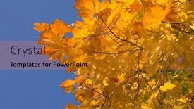  Presentation with maple leaves - Slides with maple-leaves-on-the-blue background and a gold colored foreground